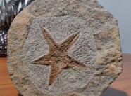 Brittle Starfish